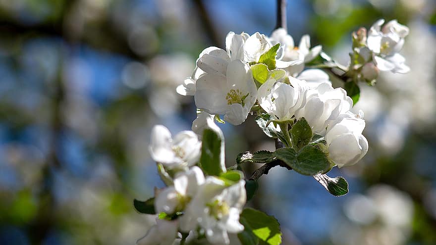 تفاحة ، زهور ، ربيع ، فرع شجرة ، زهر التفاح ، ورود بيضاء ، بتلات ، براعم ، إزهار ، زهر ، اوراق اشجار