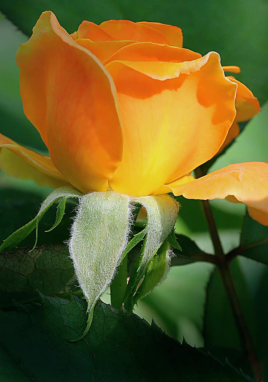 roos, geel, bloem, bloemblaadjes, oranje, tuin-