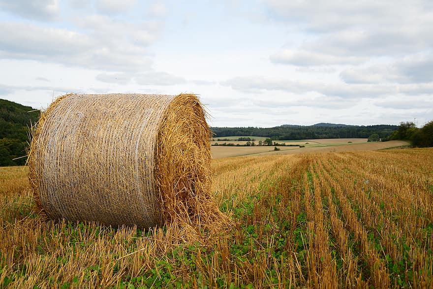 Field, Harvest, Straw Bales, Bale Of Hay, Agriculture