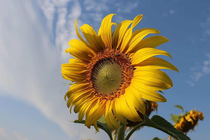 Sunflower, Flower, Plant, Yellow Flower, Petals, Bloom, Leaves, Nature, Sky, Clouds