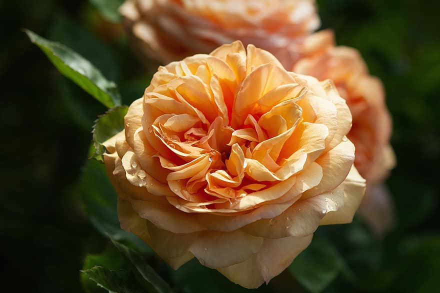 la nature, fleurs, des roses, rose anglaise, Austin Rose