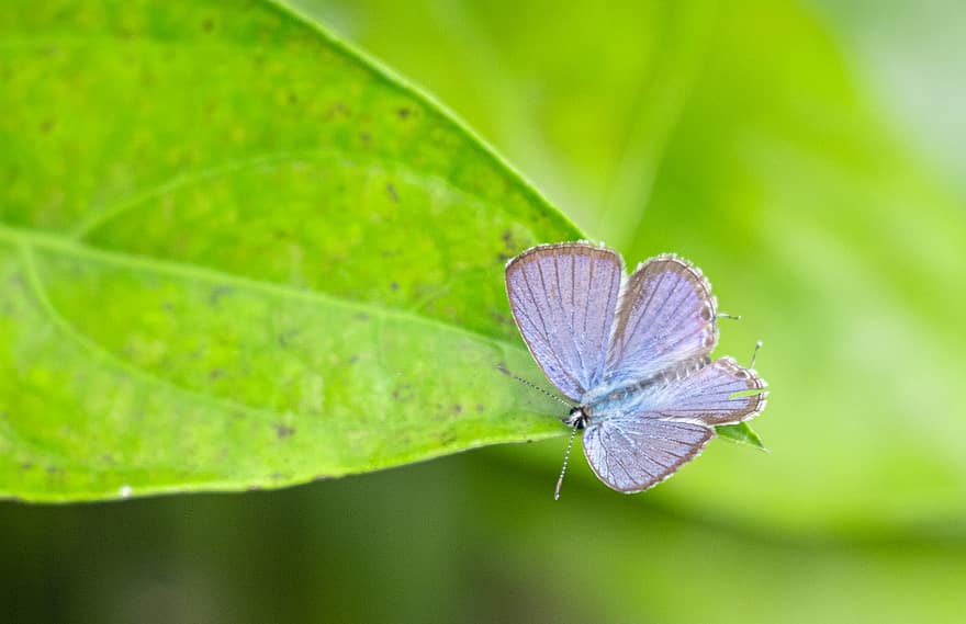 kelebek, böcek, Kanatlı böcek, kelebek kanatları, fauna, doğa, kapatmak, makro, yeşil renk, yaz, çok renkli