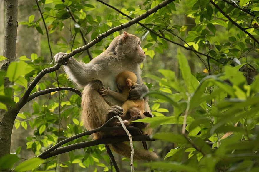 opic, rodina, primátů, divočina, divoká zvířata, savců, opičí rodina, zvířat, živočišného světa, volně žijících živočichů, fotografování divoké zvěře