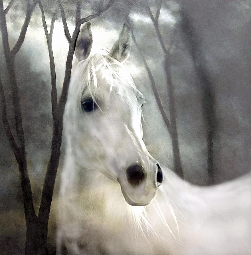 kuda, putih, seni, lukisan, alam, kuda putih, cetakan