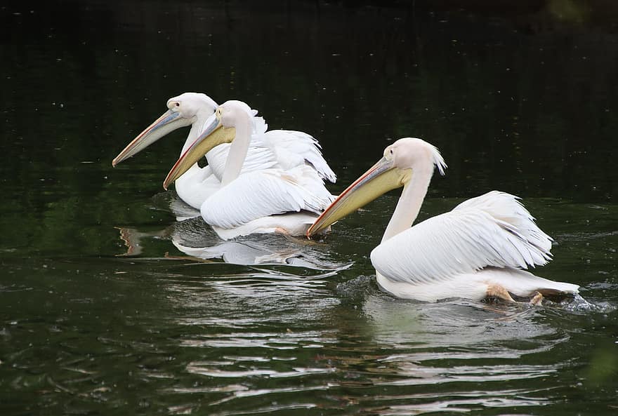 pelikánok, madarak, tavacska, fehér pelikánok, vízi madarak, vízimadarak, állatok, csőr, tollak, tollazat, gázló
