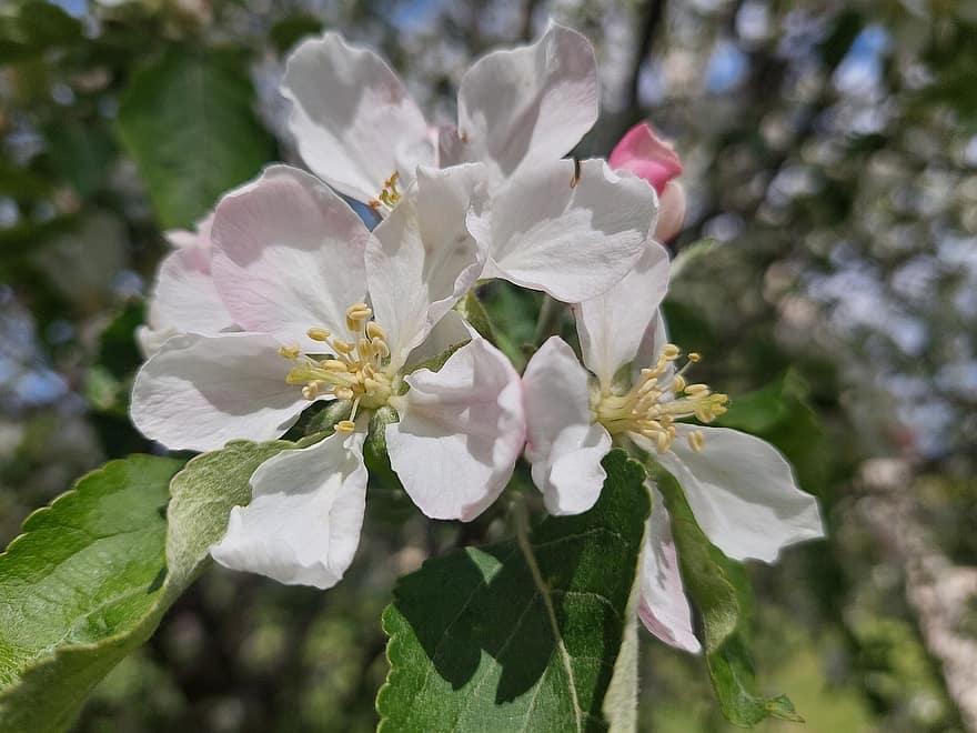 æbletræ, æbleblomster, blomstrende crabapple, Crabapple blomstrer, æble blomster, have, forår, blomster, tæt på, blomst, blad
