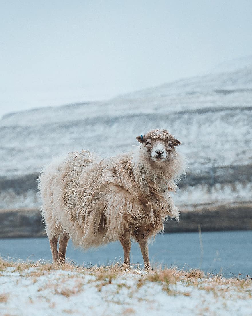 mouton, animal, neige, hiver, bétail, mammifère, gel, du froid, ferme, la laine, scène rurale