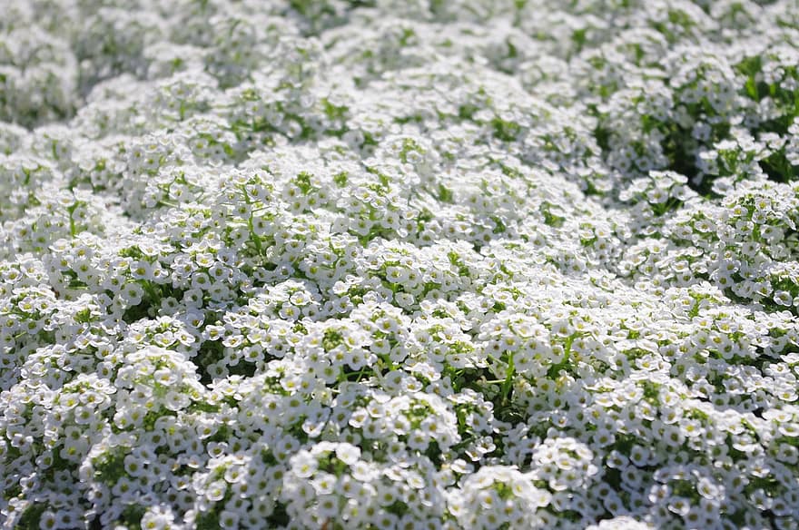 alyssum doce, pequeno, flores, branco, Primavera, flor, jardim, papel de parede, fundo