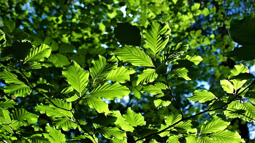 Beukenbladeren, las, Natura, wędrówki, drzewo, buk, odchodzi, podświetlenie, pora roku, jasny, Zielony