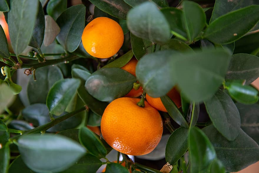 apelsinträd, apelsiner, träd, frukt, hälsosam, natur, löv, vitaminer, fruktig, näring, mat