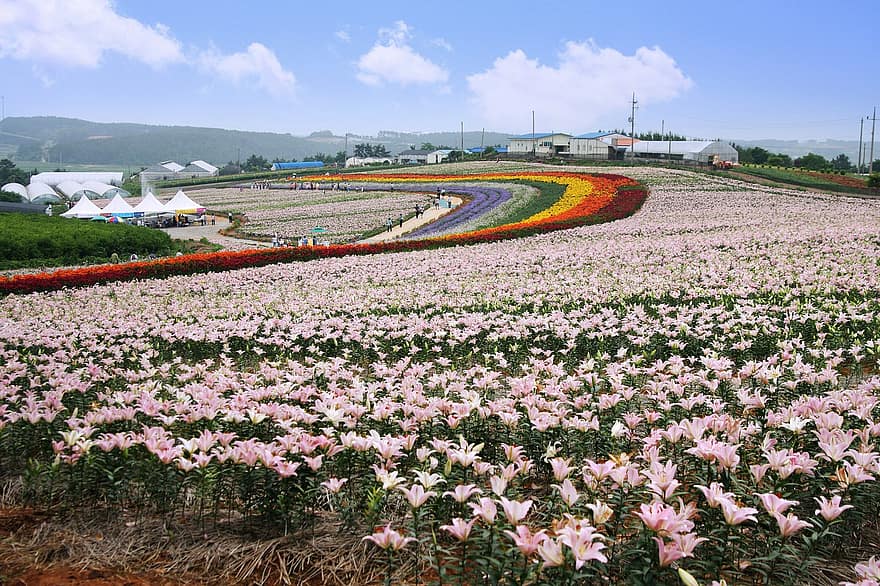 tai'an, Lily Festival, panorama, viagem, República da Coreia, natureza