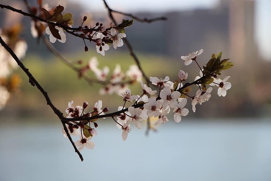 fleurs, branche, fleur de cerisier, Sakura, plante, épanouissement, fleur