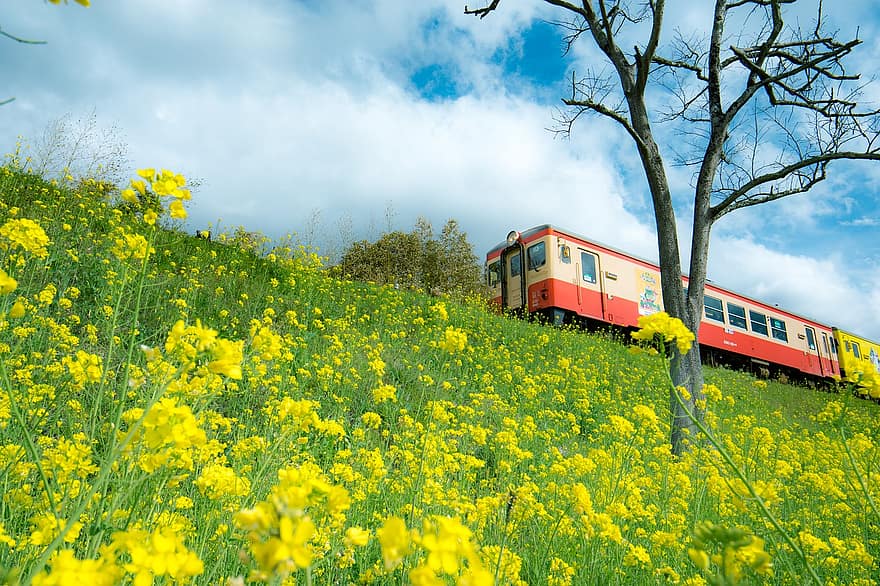 vonat, repce virágok, ég, természetes, sárga, vasúti pálya, szállítás, utazás, nyári, szállítási mód, vidéki táj