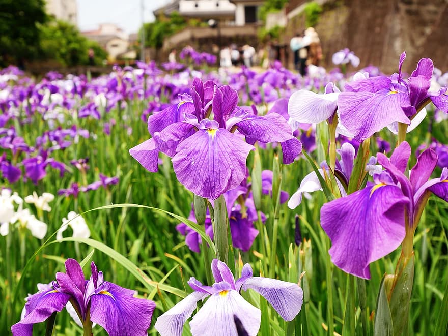 iris, gėlės, violetinė rainelė, violetinės gėlės, sodas, parkas, žydi, Japonija
