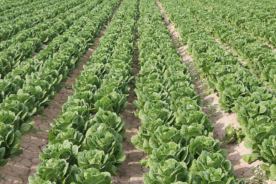 Lettuce, Cultivation, Plants, Vegetable, Agriculture, Farming, Plantation, Field, Leaves, Organic, Produce