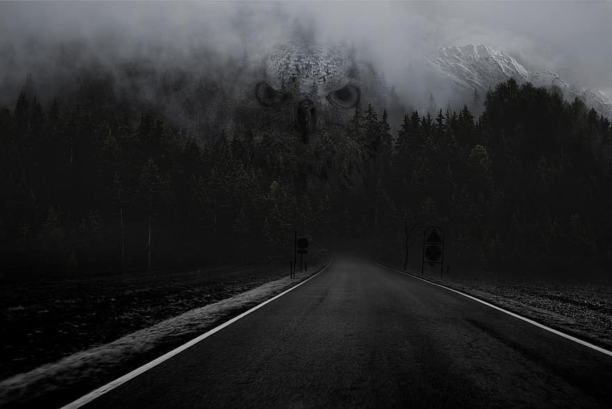 Forest, Mountain, Road, Road Signs, Owl, Fog, Nature