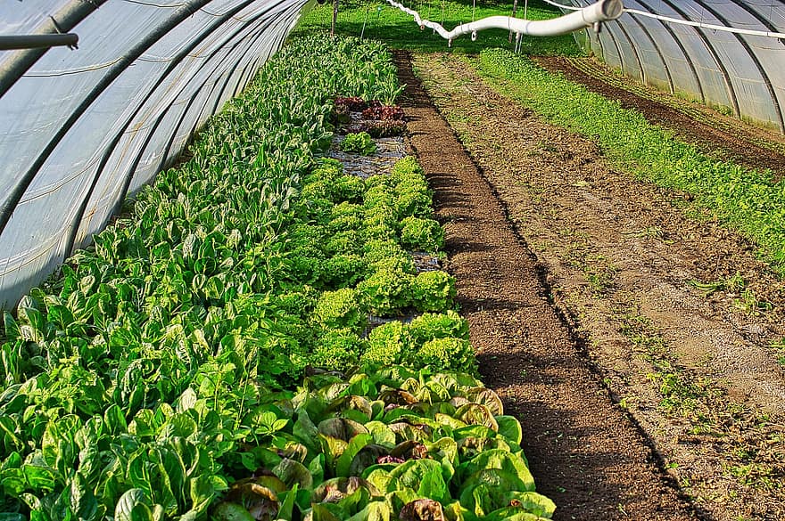 miza, augiem, siltumnīcas, audzēšanu, stādījumu, Lapu dārzenis, dārzeņi, bioloģiski