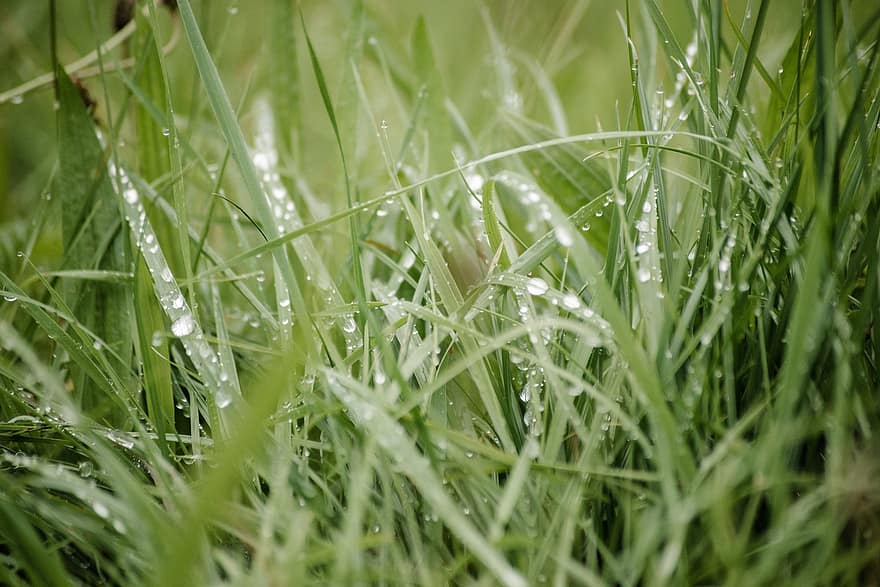 erba, goccia di rugiada, botanica, terra, prato, goccia di pioggia