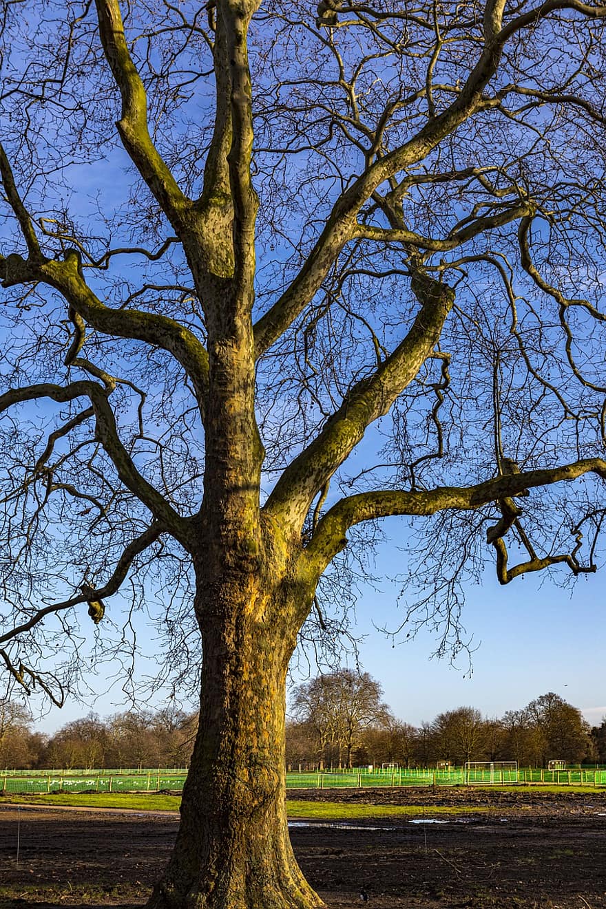 дървета, клонове, трева, сутрин, небе, град, на открито, Англия, природа, тих, Хайд Парк