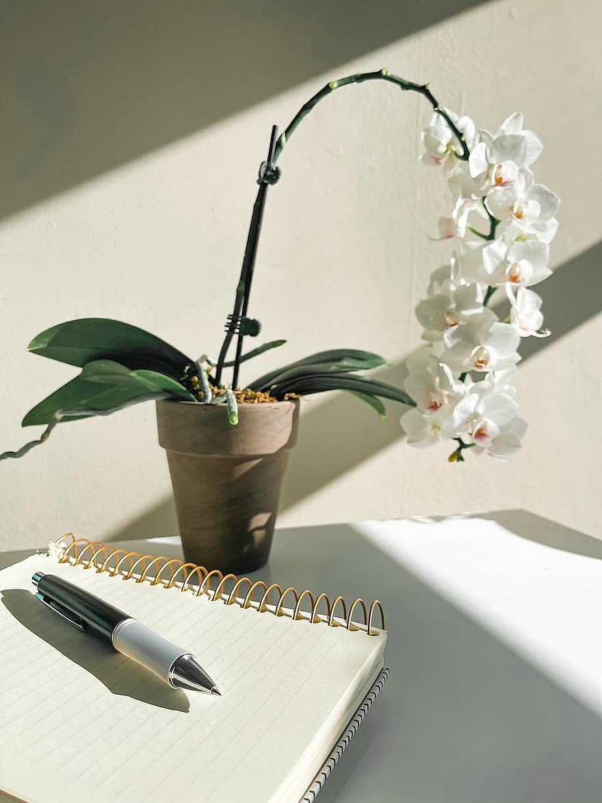 Notizbuch, Stift, Blumen, Tagebuch, Schreibtisch, Orchideen, Pflanze, Zimmerpflanze, Dekoration, Notizblock, Schreiben