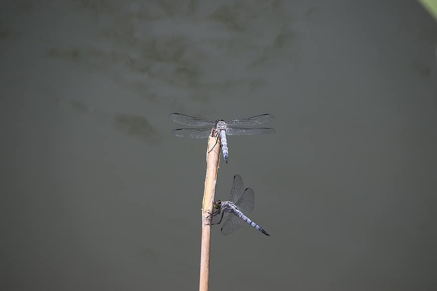 Dragonfly, Insect, Stem, Animal, Plant, Pond, Nature