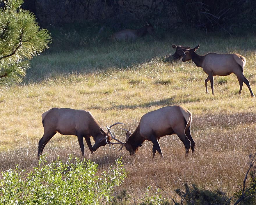 Elk, Grazing, Pasture, Nature, animals in the wild, grass, africa, horned, meadow, safari animals, farm