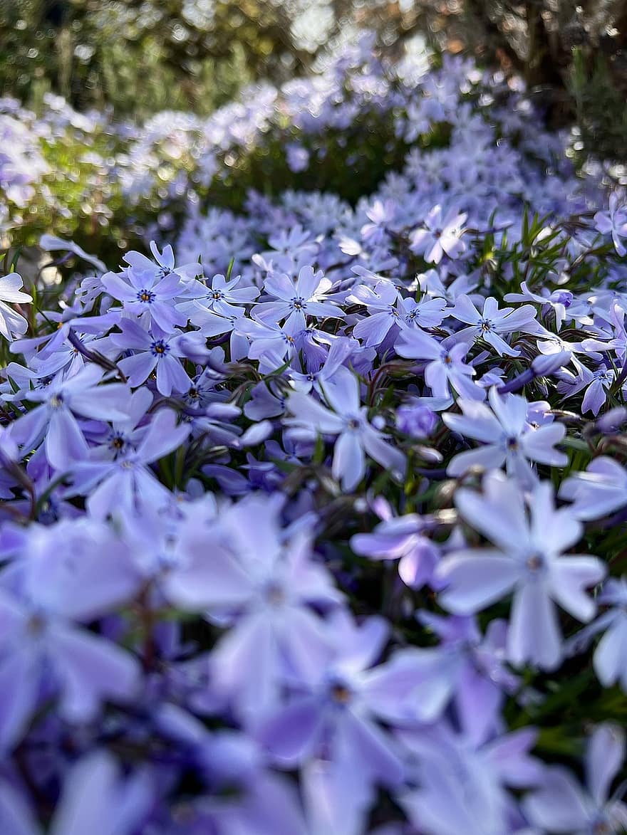 フロックス、紫色の花、庭園、フラワーズ、春、工場、閉じる、花、夏、紫の、花弁