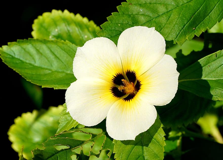 Turnera, květ, rostlina, bílá květina, okvětní lístky, listy, Příroda