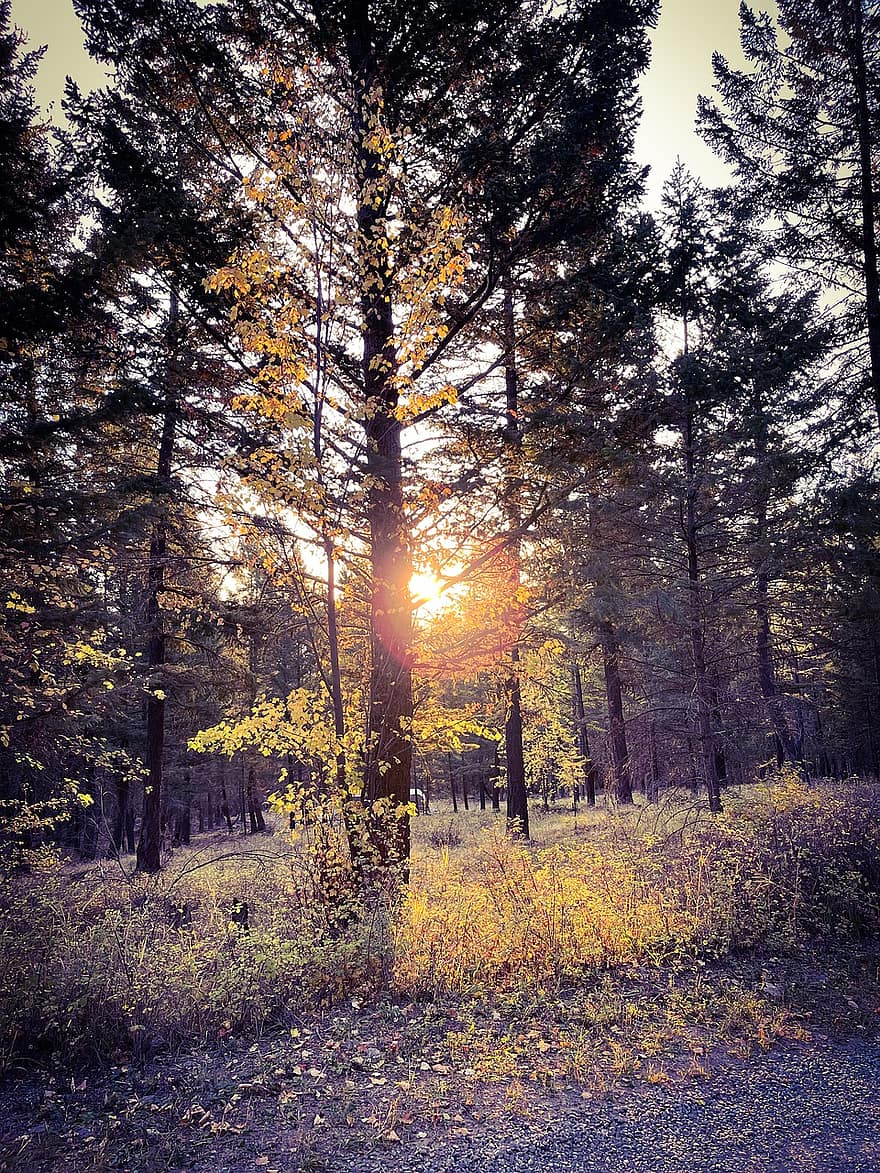 bosque, otoño, puesta de sol, luz del sol, follaje, arboles, paisaje, camino, brillar, oscuridad