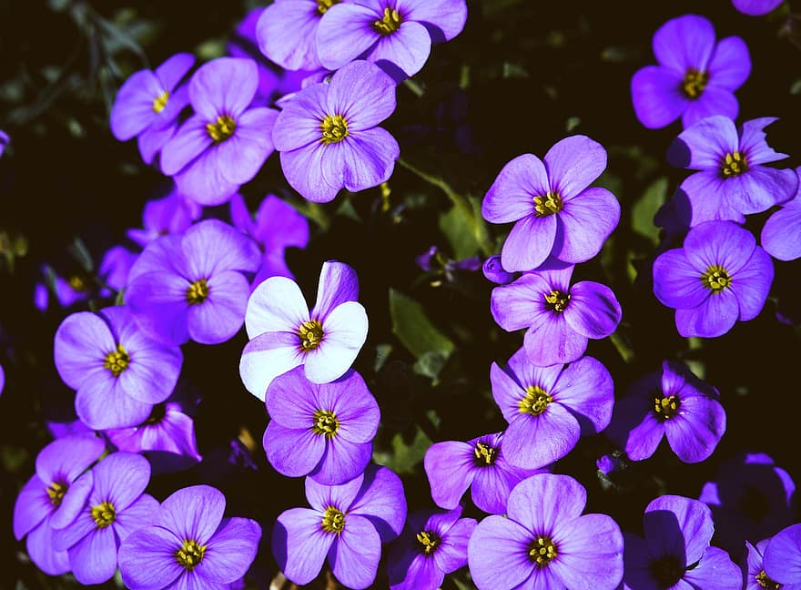 Violeta klinšu krese, ziedi, augiem, ziedlapiņām, zied, flora, dārzs, pavasarī, vasarā, raksturs, zieds