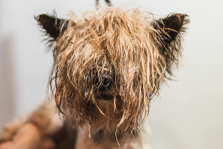 grooming, kæledyr, hund, salon, våd, hår, hundehvalp, raceren, ung, pels, yorkshire terrier