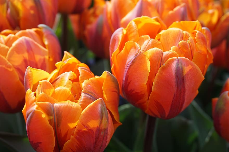 tulpaner, blommor, orange, vår, blomma, orange tulpaner, apelsinblommor, kronblad, orange kronblad, flora, växter
