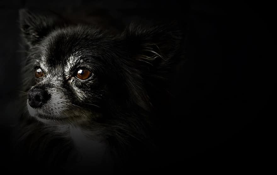 Čihuahua, mažas šuo, juoda balta, rudos akys, juodas fonas, apšviestos akys, nosis, portretas, gyvūnų portretas, šuo, mažas
