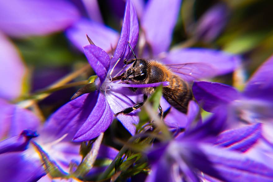 pollen, blomma, insekt, vår, flyga, stamen, samlar, hår, bi, växt, honung