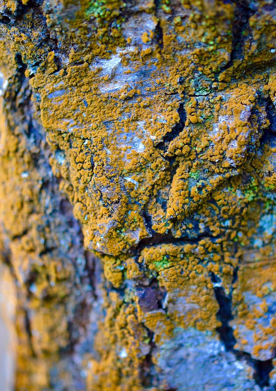 mose, lichen, bark, stamme, nærbilde, bakgrunn, mønster, abstrakt, makro, skitten, gammel