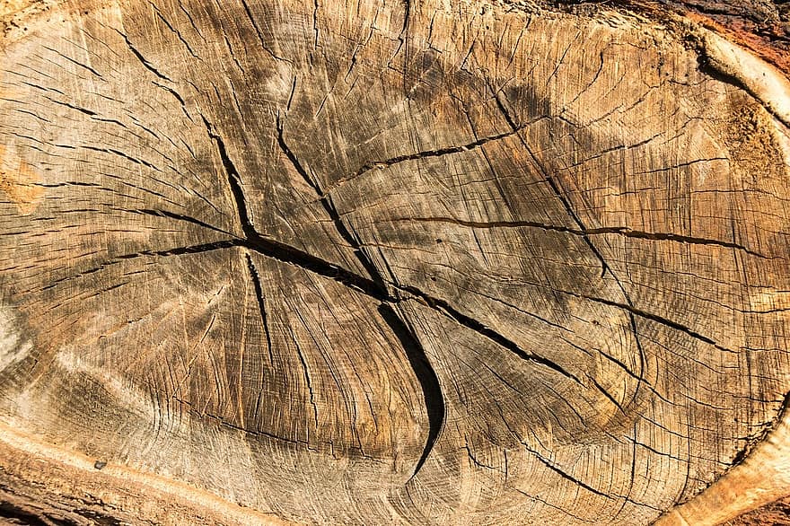 fusta, tronc, arbre, llenya, material, textura, patró, fons, tronc de l'arbre, secció transversal, bosc