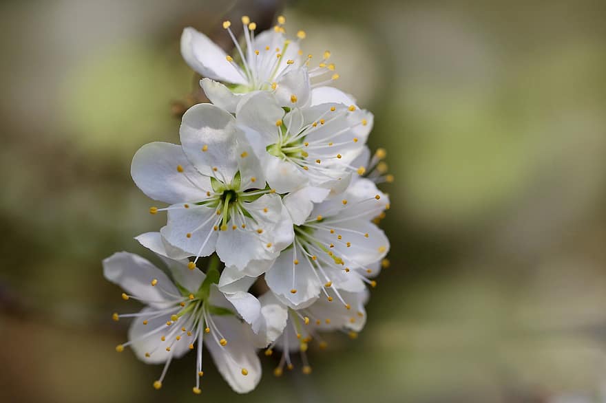 sleedoorn, Prunus spinosa, bloeiende tak, bloesem, witte bloemen, de lente, tak, bloemblaadjes, bloeien, natuur, detailopname