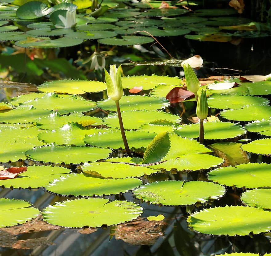 Water Lily, Lily Pads, Buds, Aquatic Plants, Pond, Giant Water Lily, Water Plants, Green, Water, Nature, Wet