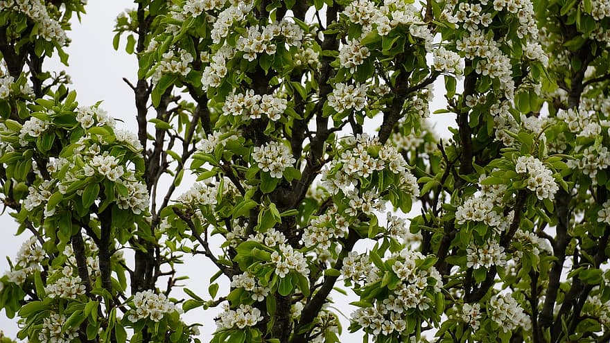 Birne, Blumen, Frühling, Birnenblüte, Obstbaum, Weiß, blühen, Geäst, Natur, Baum, Garten