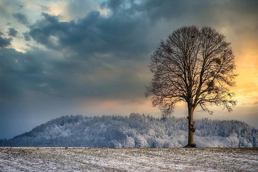 træer, Skov, sne, is, frost, vinterlige, vinter, solnedgang, himmel