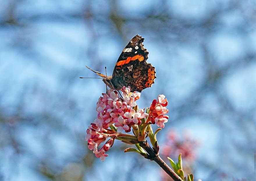 赤い提督蝶、バタフライ、フラワーズ、昆虫、翼、工場、ガマズミ属の木、春、庭園、自然