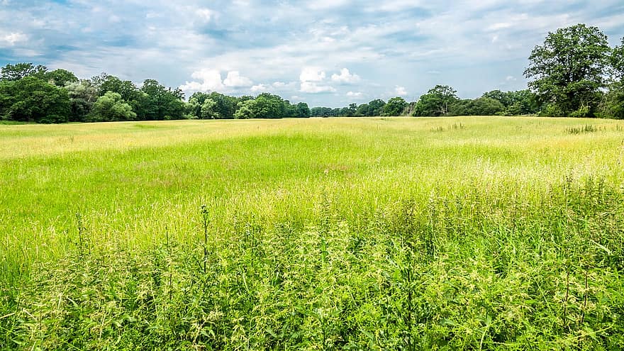 Grassland, Meadow, Grass, Nature, Summer, Countryside, Farm, Field, Landscape, Outdoors, Sky