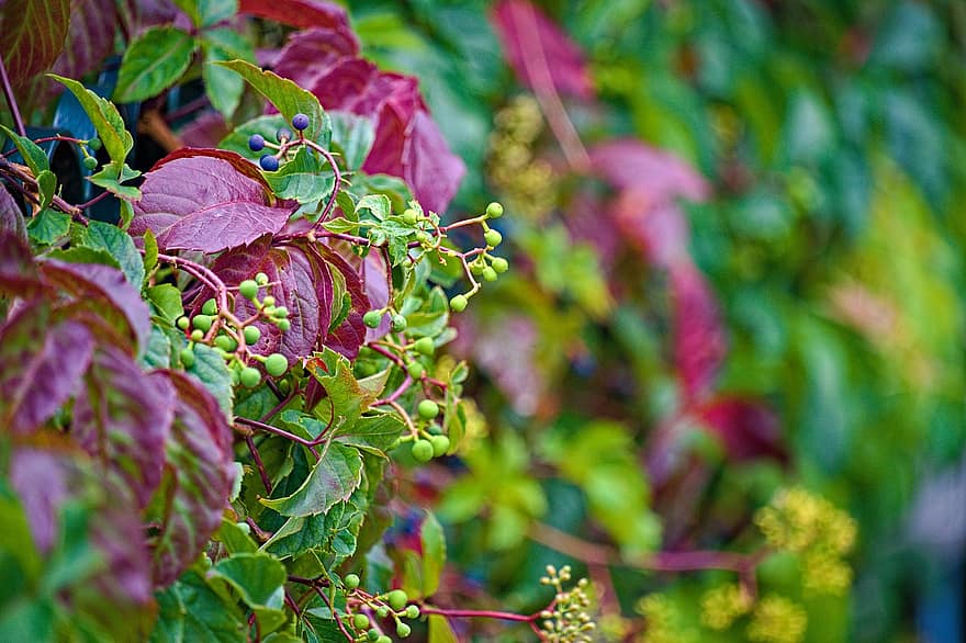 Virginia Creeper, Fruits, Leaves, Plant, Vine, Autumn, Fall, Foliage, Nature, leaf, green color