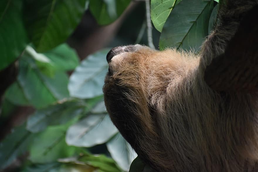 Sloth, Ape, Monkey, Fur, Tree, Climbing, Mammal, Herman National Park, Four-legged, Slow Moving, Motion