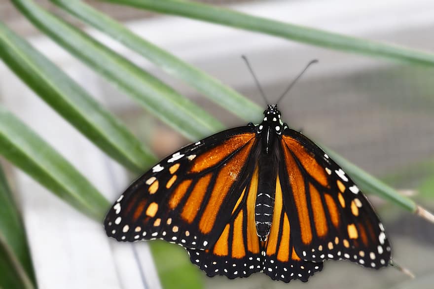 나비, 곤충, 날개 달린 곤충, 나비 날개, 동물 상, 자연, 닫다, 동물