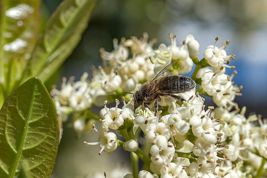 Bie, insekter, blomst, pollinering, vinger, insekt, natur, dyr