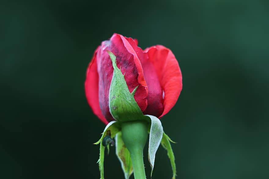 Red Rose Velvet, Love Symbol, Romantic, Flower, Petals, Green Leaves, Blooming, Touching, Spring, Nature