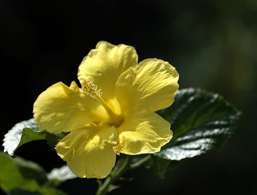 хибискус, цвете, жълто цвете, листенца, жълти венчелистчета, разцвет, цвят, растение, флора, природа