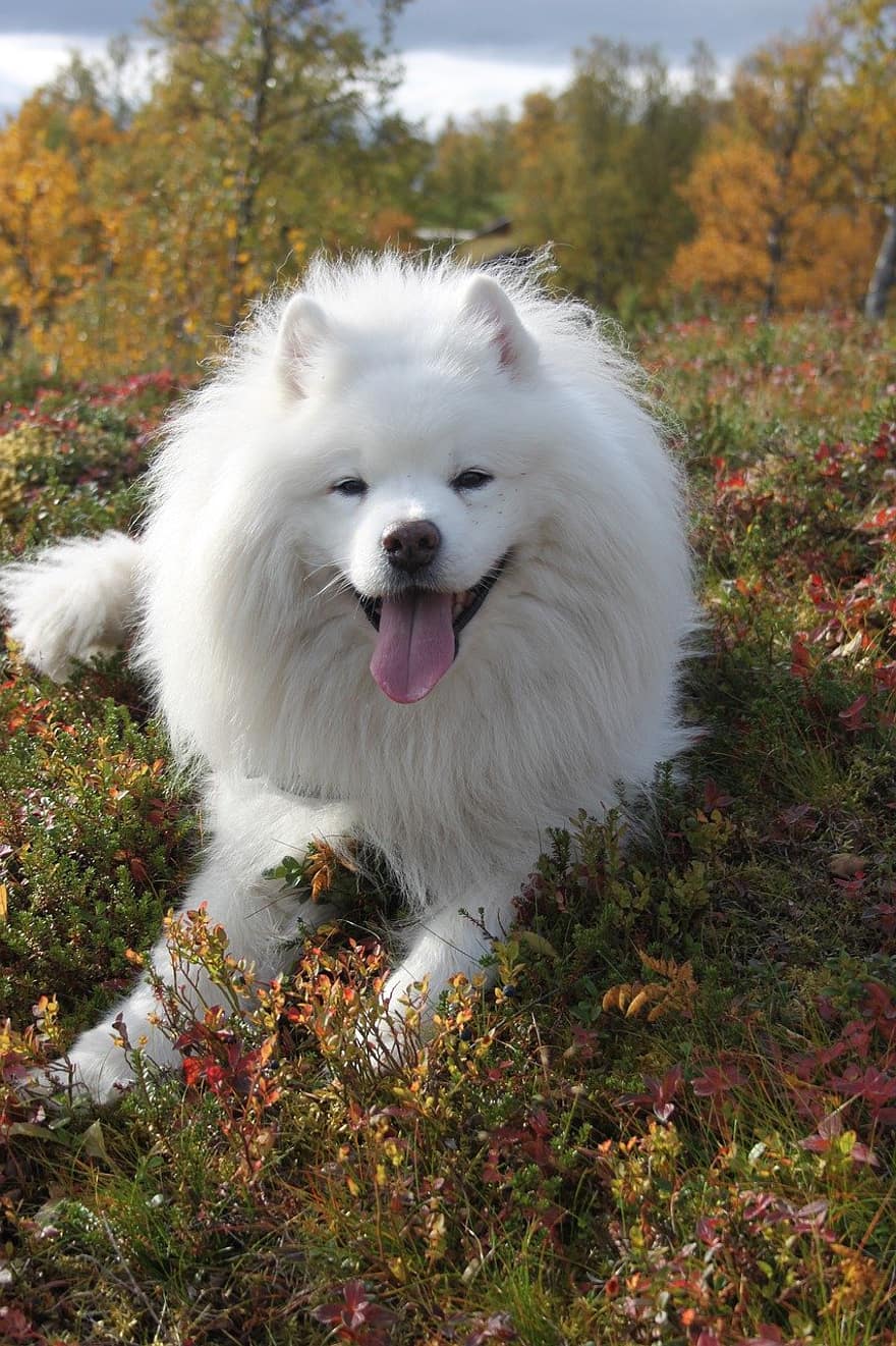 Samoyed, câine, toamnă, cădea, luncă, în aer liber, animal, Norvegia, natură, animal de companie