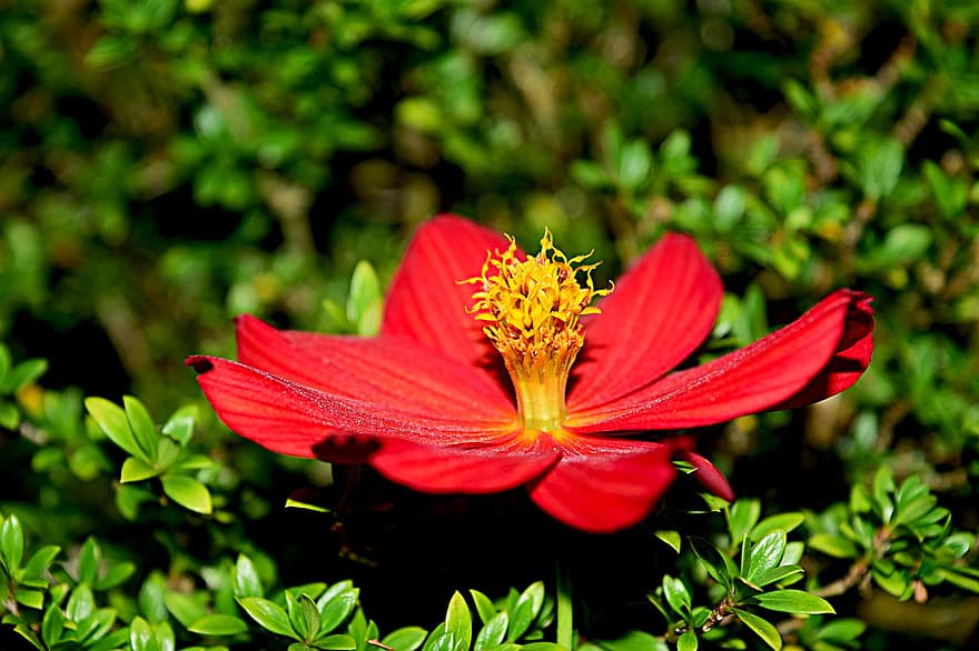 květ, cínie, botanika, Příroda, růst, rostlina, makro, Červené, detail, letní, zelená barva